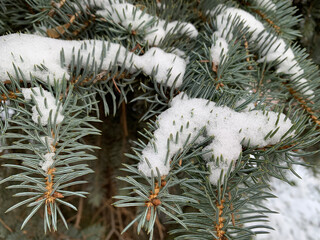 snow covered fir branch on white snowy background