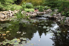 Pond In The Garden,  LILY PAD,  MAINTAIN GARDEN,  WATER LILIES, SHALLOW LAKES, 