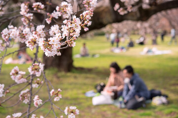 Wall Mural - Japanese Couple having picnic under cherry trees (Hanami) in Tokyo, Japan　東京の公園で花見をする日本人カップル