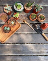 Succulent Cactus Preparing : Cactus transplantation in a new pot with soil, drainage, shovel rake, pot on wooden floor. Copy space.