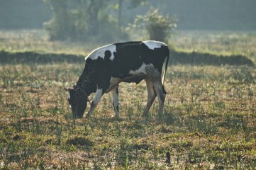 cows in the field