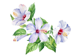 Wall Mural - Bouquet with leaves of palm trees, tropical flowers hibiscus on a white background, watercolor botanical illustration