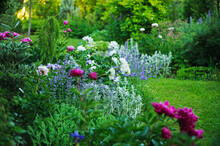 Beautiful English Style Cottage Garden View In Summer With Blooming Peonies And Companions - Stachys, Catnip, Heranium, Iris Sibirica. Composition In White And Blue Tones. Landscape Design.