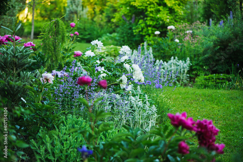 beautiful english style cottage garden view in summer with blooming peonies and companions - stachys, catnip, heranium, iris sibirica. Composition in white and blue tones. Landscape design.