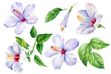 Set Of Hibiscus Flower, Leaf, Buds On Isolated White Background, Watercolor Illustration