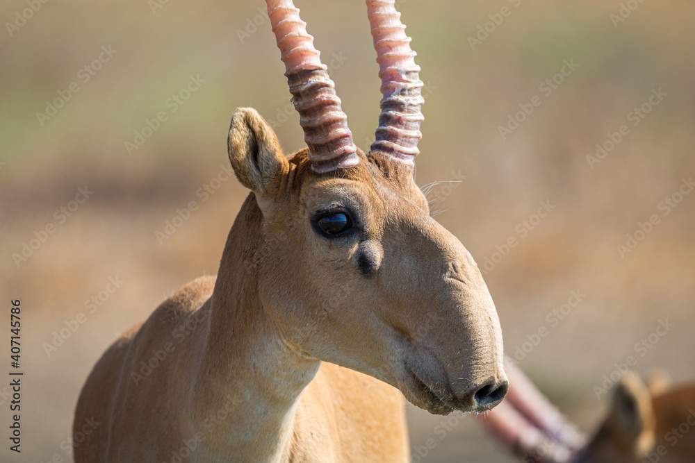 Portrait of male Saiga antelope or Saiga tatarica - obrazy, fototapety, plakaty 