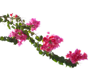 Wall Mural - Blooming  Bougainvillea branch  isolated on white background. Selective focus.