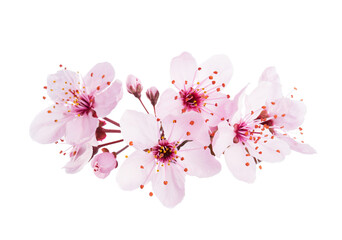 Wall Mural - Up-close light pink Cherry blossoms ( Sakura) isolated on a white background.