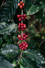 Canvas Print - Red ripe arabica coffee under the canopy of trees in the forest,Agriculture hand picking coffee