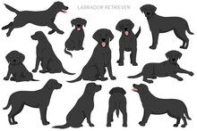Labrador Retriever Dogs In Different Poses And Coat Colors. Adult And Puppy Dogs