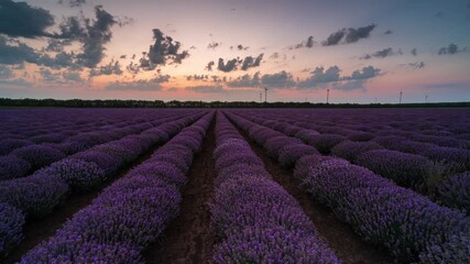 Wall Mural - amazing time lapse from night to day with moving clouds and rising sun over a beautiful blooming lav