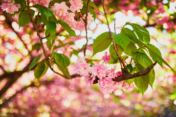 Branch of cherry blossom tree with beautiful pink flowers on a spring day