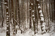 zimowe drzewa