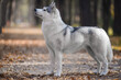 Grey Beautiful young female husky dog similar to a wolf stands in the autumn forest 
Dog trains stands for dog show