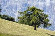 Seiser Alm Wandergebiet in Südtirol mit Almen, Wiesen und Bergen