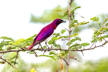 Sticker - Violet-backed Starling