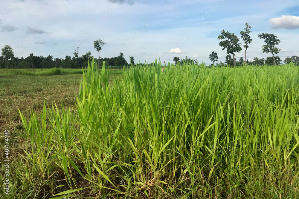 Cre Ruzi Ruzi grass for feeding animal, Brachiaria ruziziensis Stock Photo ...