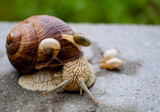 Fototapeta Na sufit - rodzinka ślimaków 