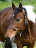 Fototapeta Konie - Pretty Horse Headshot