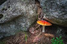 Mushroom On The Ground And Stone