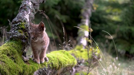 Wall Mural - Lynx cub on a fallen tree trunk full of moss. Looking around and then walk away.