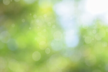 Wall Mural - abstract green bokeh nature background. circle bokeh with light blur background