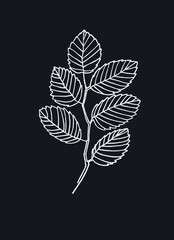 Elm tree branch line art. Realistic hand drawn vector illustration of elm. Isolated on black background