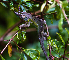 close up of young jackson chamaleon (trioceros jacksonii) in its natural habitat in urban nairobi