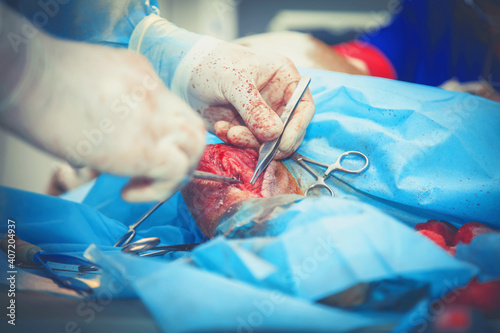 Fototapeta na szkło Wound suturing of dog's paw in a veterinary clinic. Health, animal, hospital, treatment, concept of medicine.