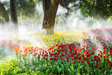 Wall Mural - beautiful tulip in the garden, thailand.