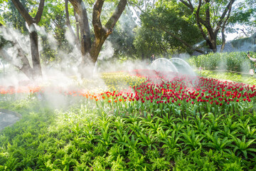 Wall Mural - beautiful tulip in the garden, thailand.