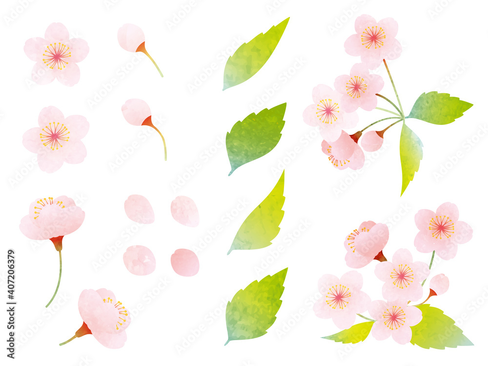 水彩風 いろんな桜と葉桜の素材イラスト