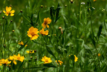 Delicate Yellow Flower Careopsis Or Yellow Chamomile On Background Of Blurred Greenery In Spring Park. Floral Seasonal Background Or Banner. Blooming In Garden. Shallow Depth Of Field