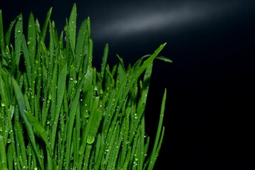 Sticker - image of green grass with water drops isolated on black background