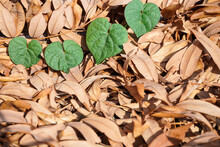 Four Green Heart Shaped Leaves On Dry Leaf Background