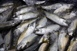 © Yanukit - Macarealor sadine  fish on ice in fisherman bucket to serve on market