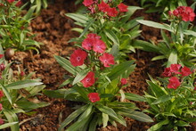 Several Bright Red Carnation Flowers In A Flowerbed Are Blooming In The Sun