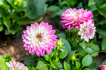 Wall Mural - close up of beautiful pink chrysanthemum flowers.