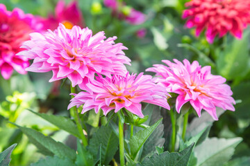 Wall Mural - close up of beautiful pink chrysanthemum flowers.