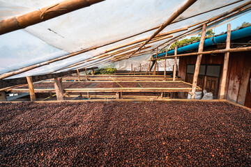 Sticker - Coffee beans are dried in the greenhouse.Coffee Process