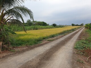 road and field