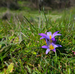 Dos flores silvestres violeta y naranja en un prado verde, con fondo de montañas y cielo azul. Luz natural