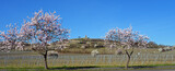 Fototapeta Sawanna - Panorama Mandelblüte und Weinberge Bad Dürkheim