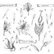 © zzayko - Set hand drawn of Gentian yellow, lives and flowers in black color isolated on white background. Retro vintage graphic design. Botanical sketch drawing, engraving style. Vector illustration.