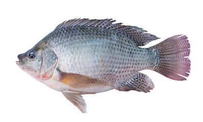 Nile tilapia fish isolated on white background