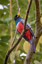 Colorful Bird Perched On Top Of A Tree
