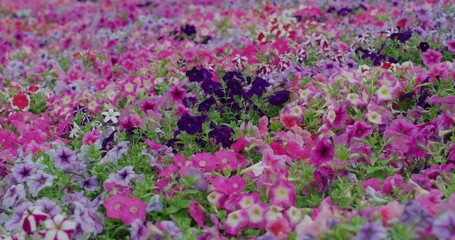 Canvas Print - Flower field with pink and purple colour