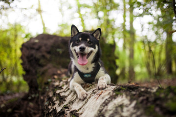 Wall Mural - Black and Tan shiba puppy inu lying outdoor in the forest and field