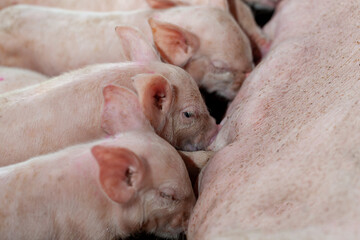 A newborn piglet is sucking milk from a mother pig.