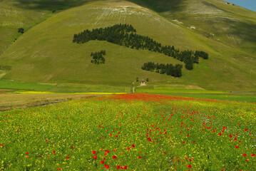 Flowering on the plateau of Castelluccio da Norcia, in the background the silhouette of Italy made from trees